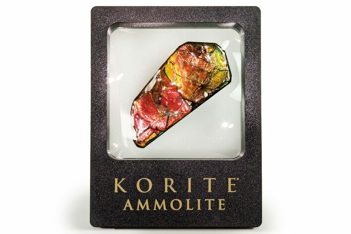 Iridescent Ammolite (Fossil Ammonite Shell) - Alberta #258238